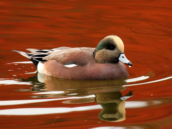 Photo (3): American Wigeon