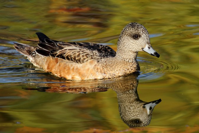 Photo (9): American Wigeon