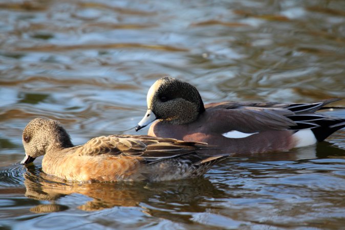 Photo (18): American Wigeon