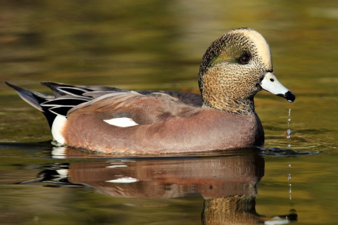 Photo (4): American Wigeon