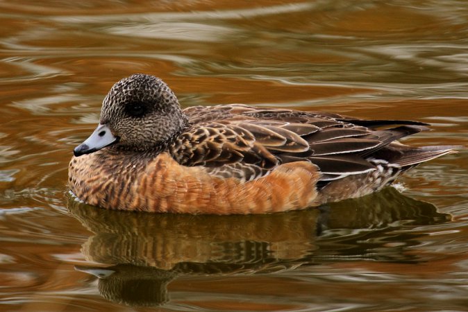 Photo (2): American Wigeon