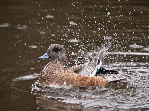 Photo (14): American Wigeon