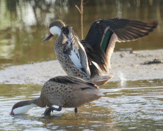 Photo (1): White-cheeked Pintail