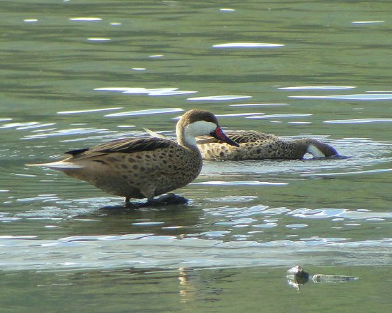Photo (2): White-cheeked Pintail
