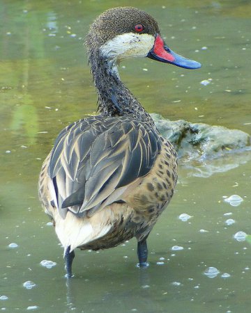 Photo (12): White-cheeked Pintail