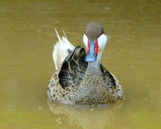 Photo (10): White-cheeked Pintail