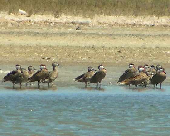 Photo (8): White-cheeked Pintail