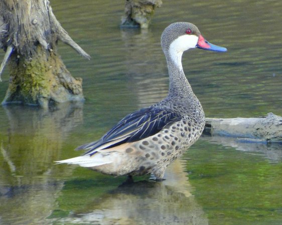Photo (15): White-cheeked Pintail