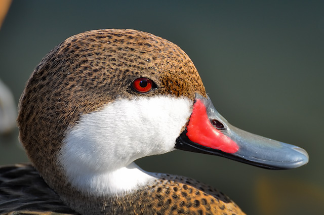 Photo (6): White-cheeked Pintail