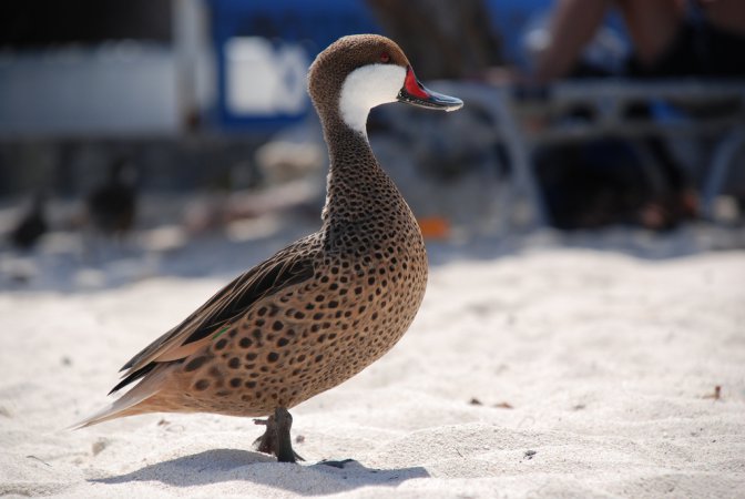 Photo (7): White-cheeked Pintail