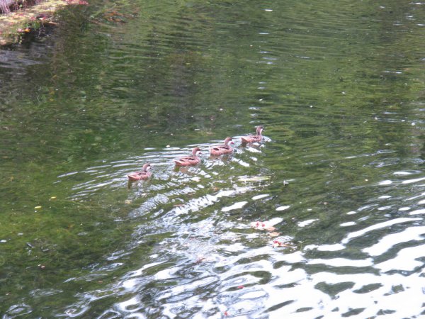 Photo (3): White-cheeked Pintail