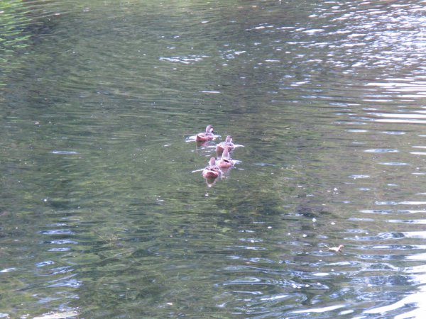 Photo (18): White-cheeked Pintail