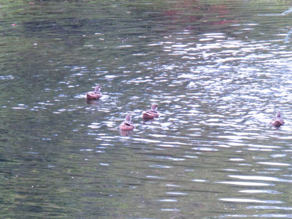 Photo (16): White-cheeked Pintail