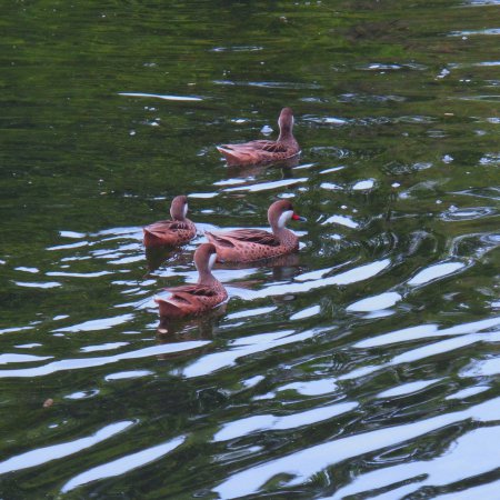 Photo (14): White-cheeked Pintail