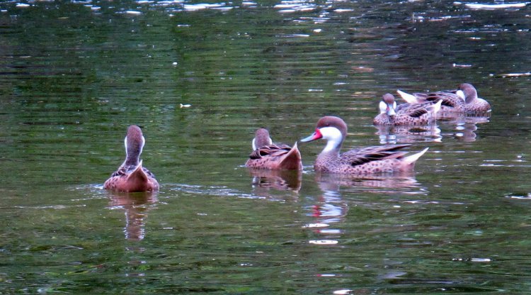 Photo (19): White-cheeked Pintail
