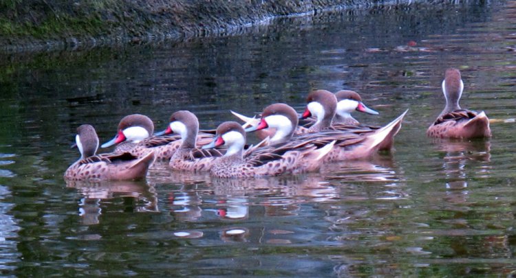Photo (13): White-cheeked Pintail