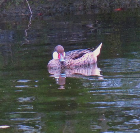 Photo (9): White-cheeked Pintail