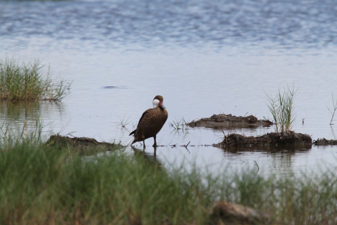 Photo (5): White-cheeked Pintail