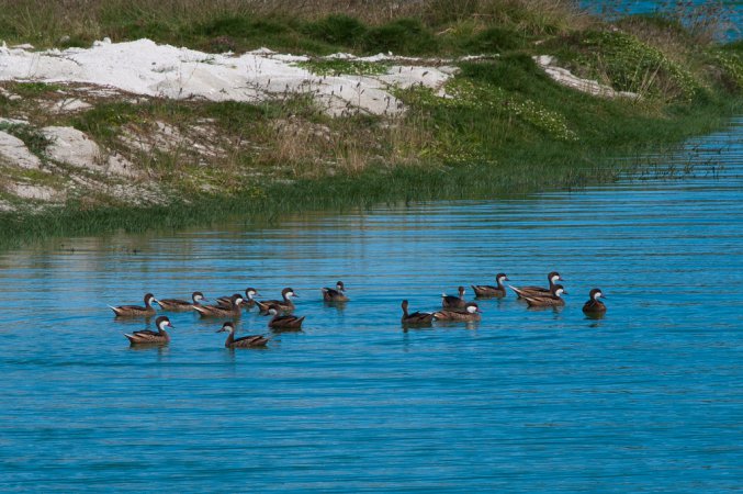 Photo (4): White-cheeked Pintail