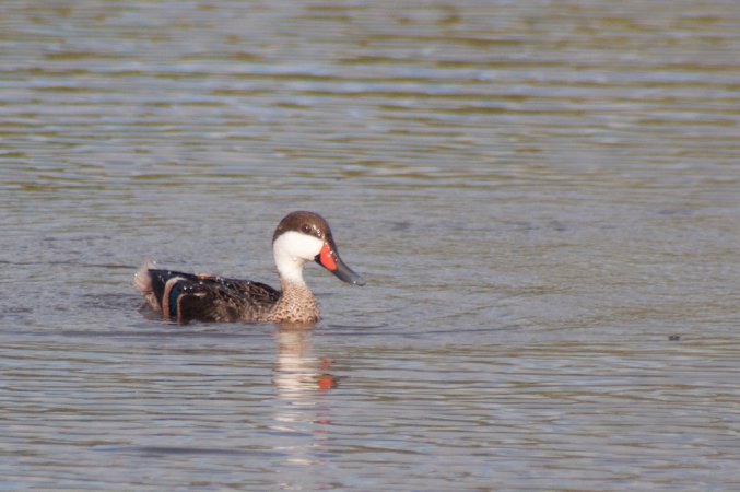 Photo (17): White-cheeked Pintail