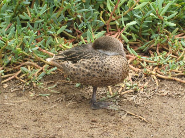 Photo (11): White-cheeked Pintail