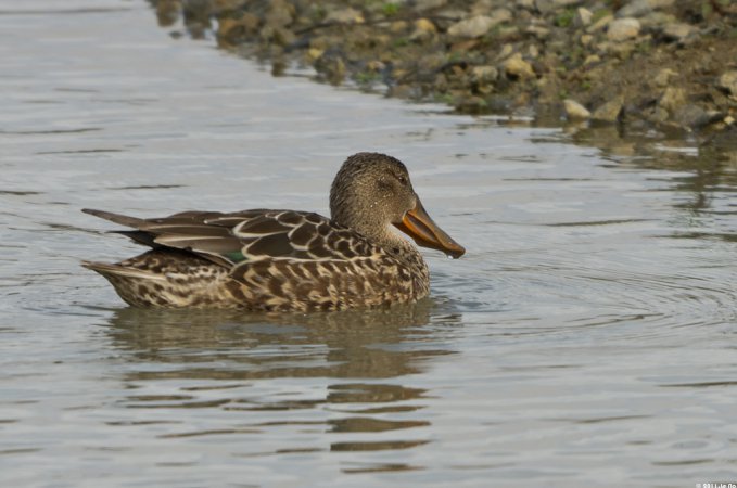 Photo (11): Northern Shoveler
