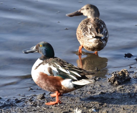 Photo (19): Northern Shoveler
