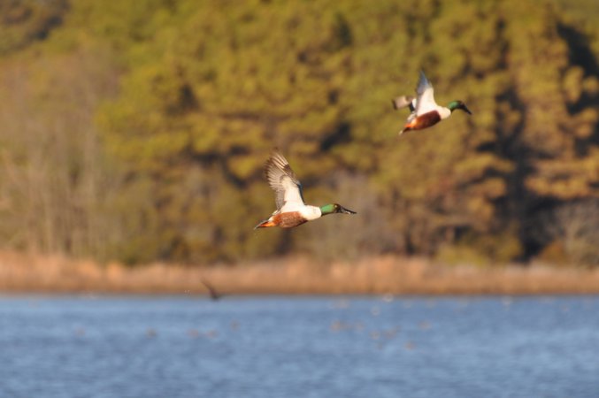 Photo (6): Northern Shoveler