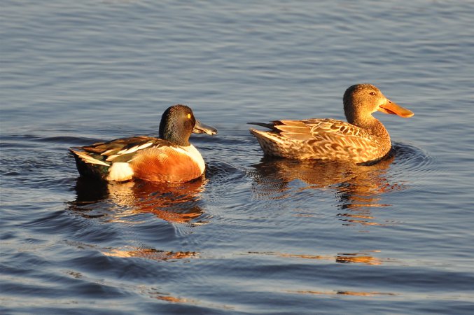 Photo (18): Northern Shoveler