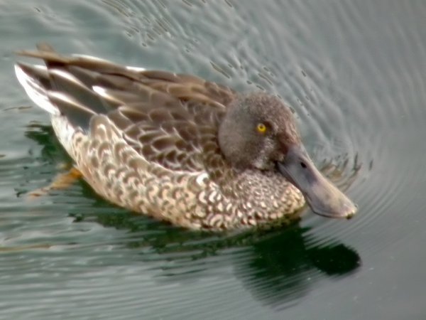 Photo (23): Northern Shoveler