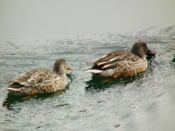 Photo (22): Northern Shoveler