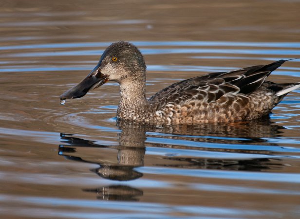 Photo (2): Northern Shoveler