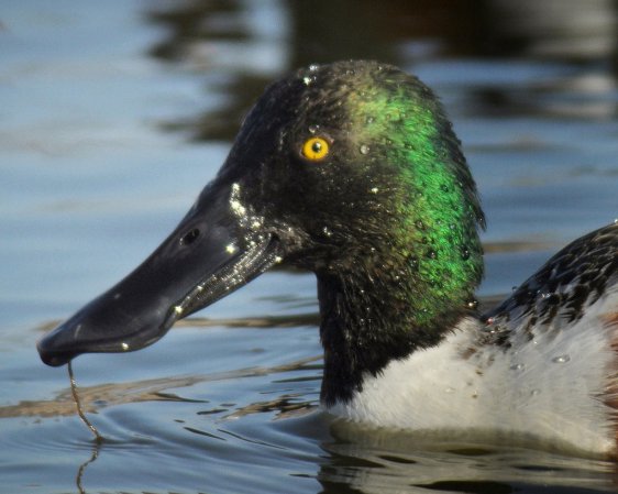 Photo (16): Northern Shoveler