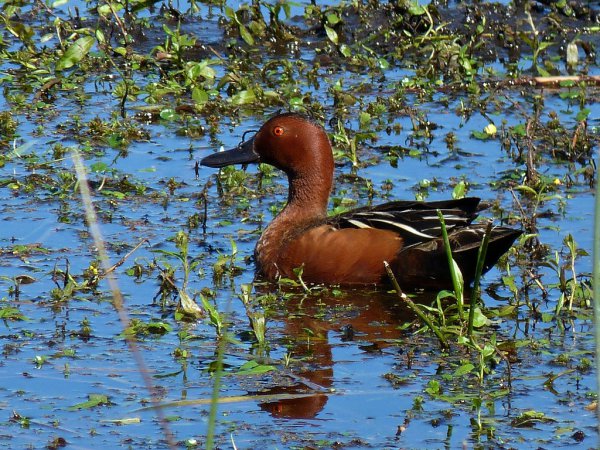 Photo (12): Cinnamon Teal