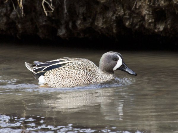 Photo (8): Blue-winged Teal