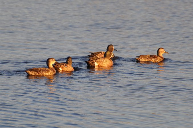 Photo (19): Blue-winged Teal
