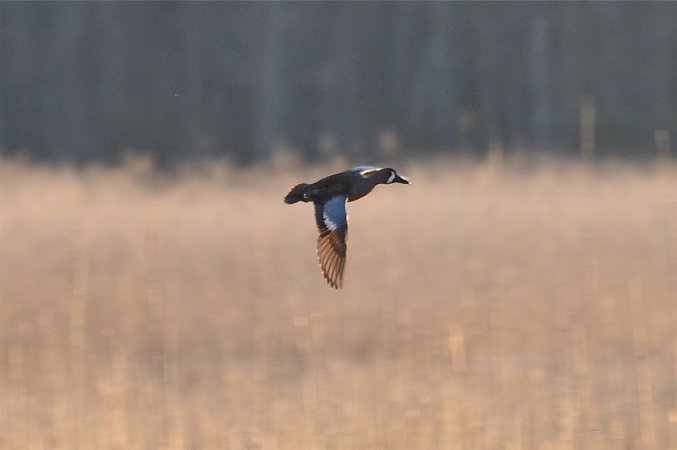 Photo (17): Blue-winged Teal