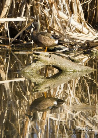 Photo (16): Blue-winged Teal