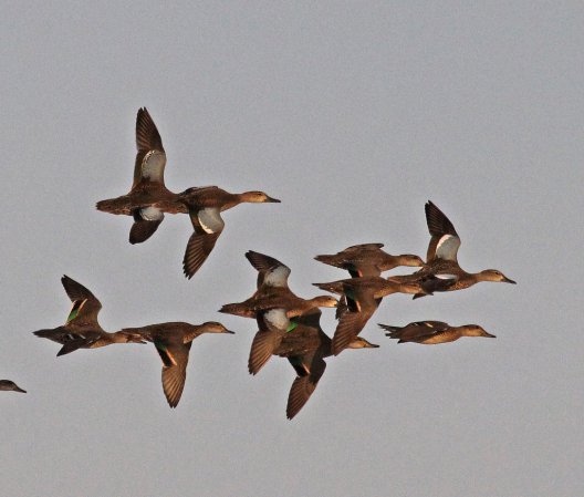 Photo (22): Blue-winged Teal