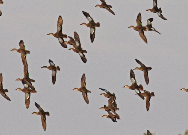 Photo (23): Blue-winged Teal