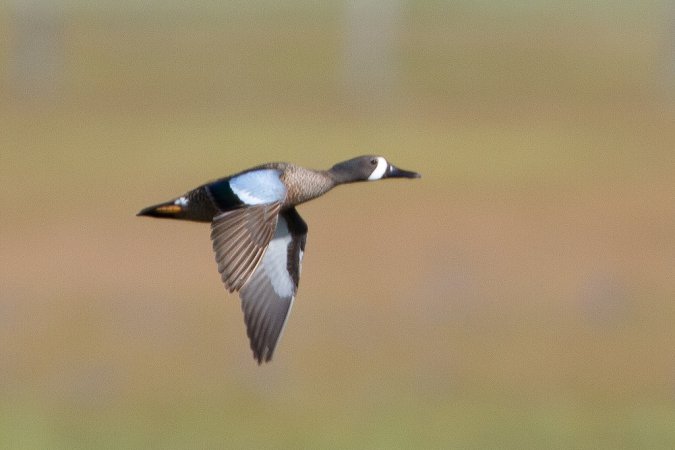 Photo (15): Blue-winged Teal