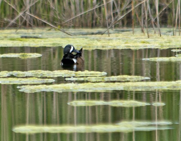 Photo (18): Blue-winged Teal