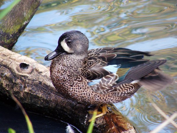 Photo (5): Blue-winged Teal