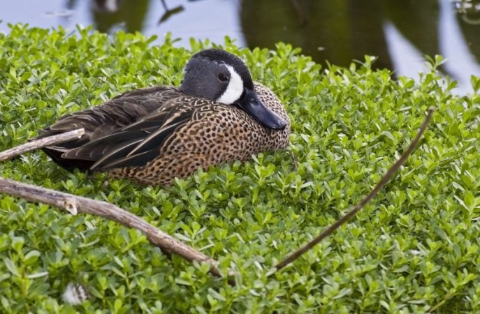 Photo (6): Blue-winged Teal