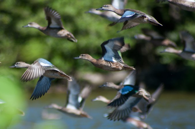 Photo (21): Blue-winged Teal