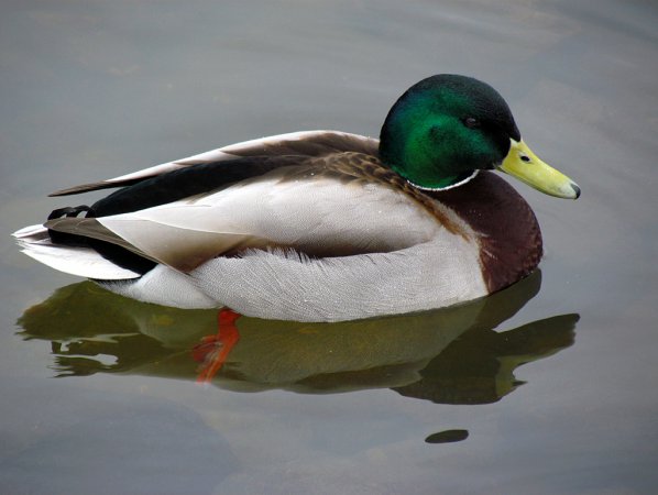 Photo (2): Mallard