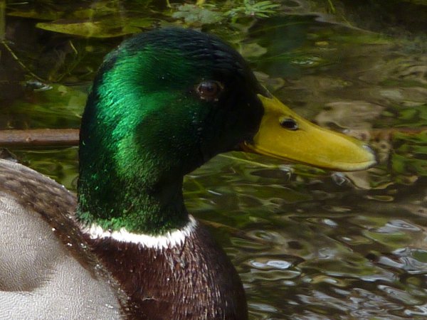 Photo (16): Mallard