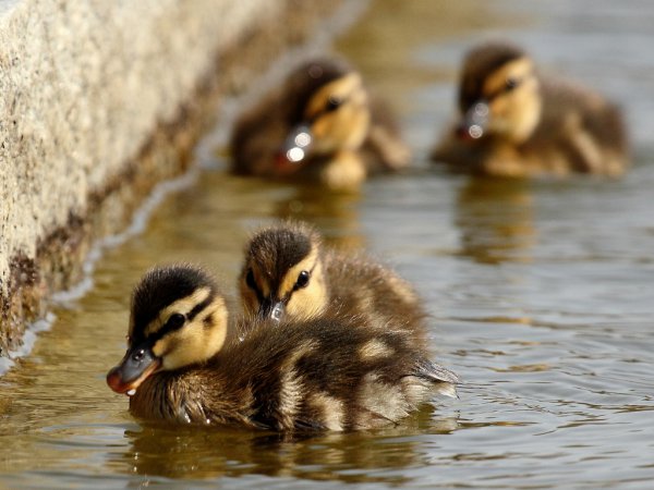 Photo (24): Mallard