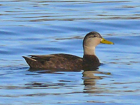 Photo (17): American Black Duck