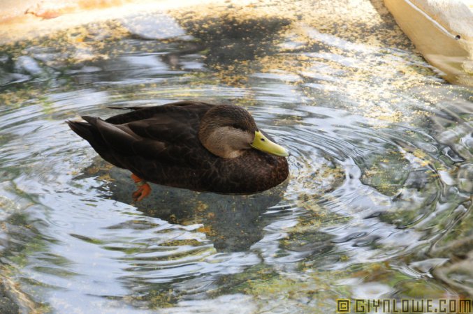 Photo (8): American Black Duck